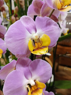 Orchidee