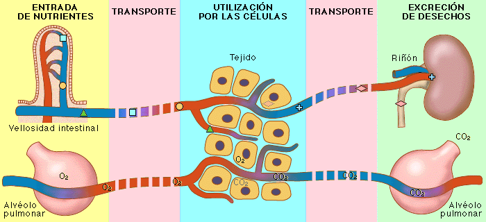 los_4_sistemas_juntos(1).gif