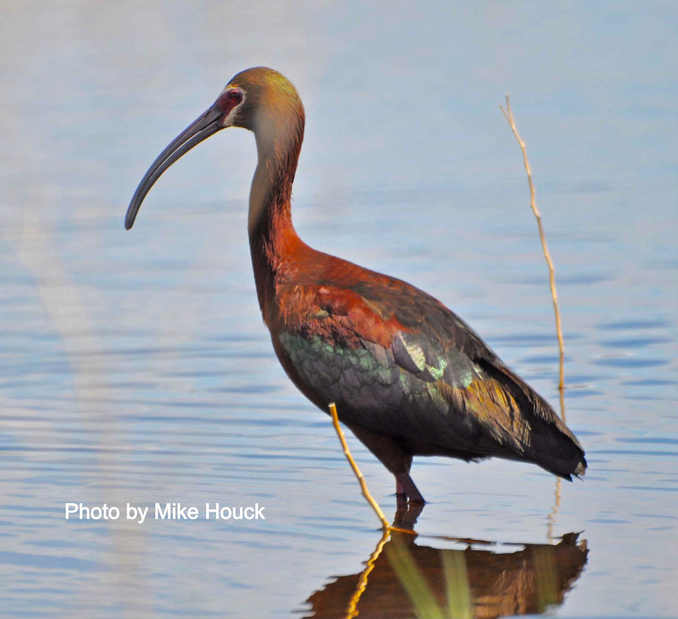 Introducing Bird Conservation Oregon