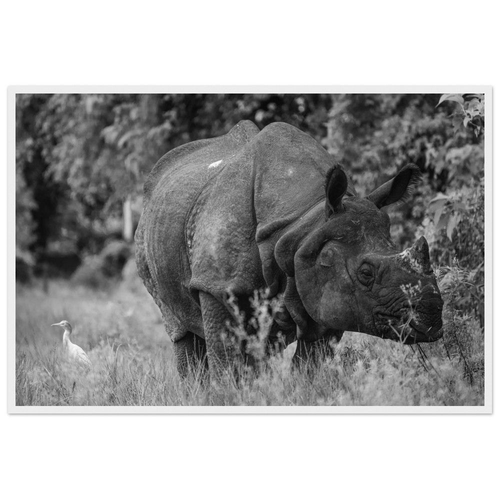 B & W Nepalese Rhino