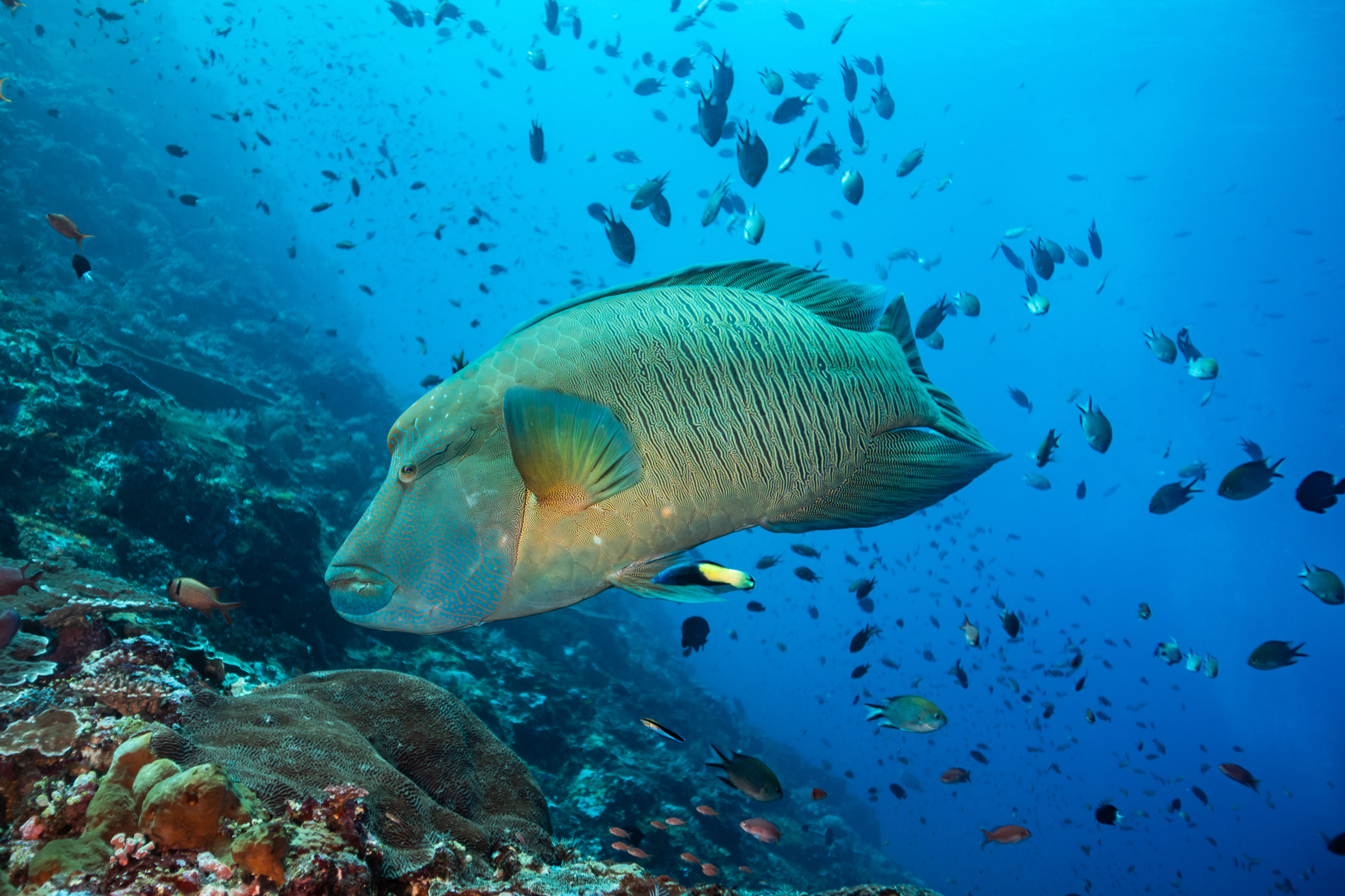 Komodo Colours