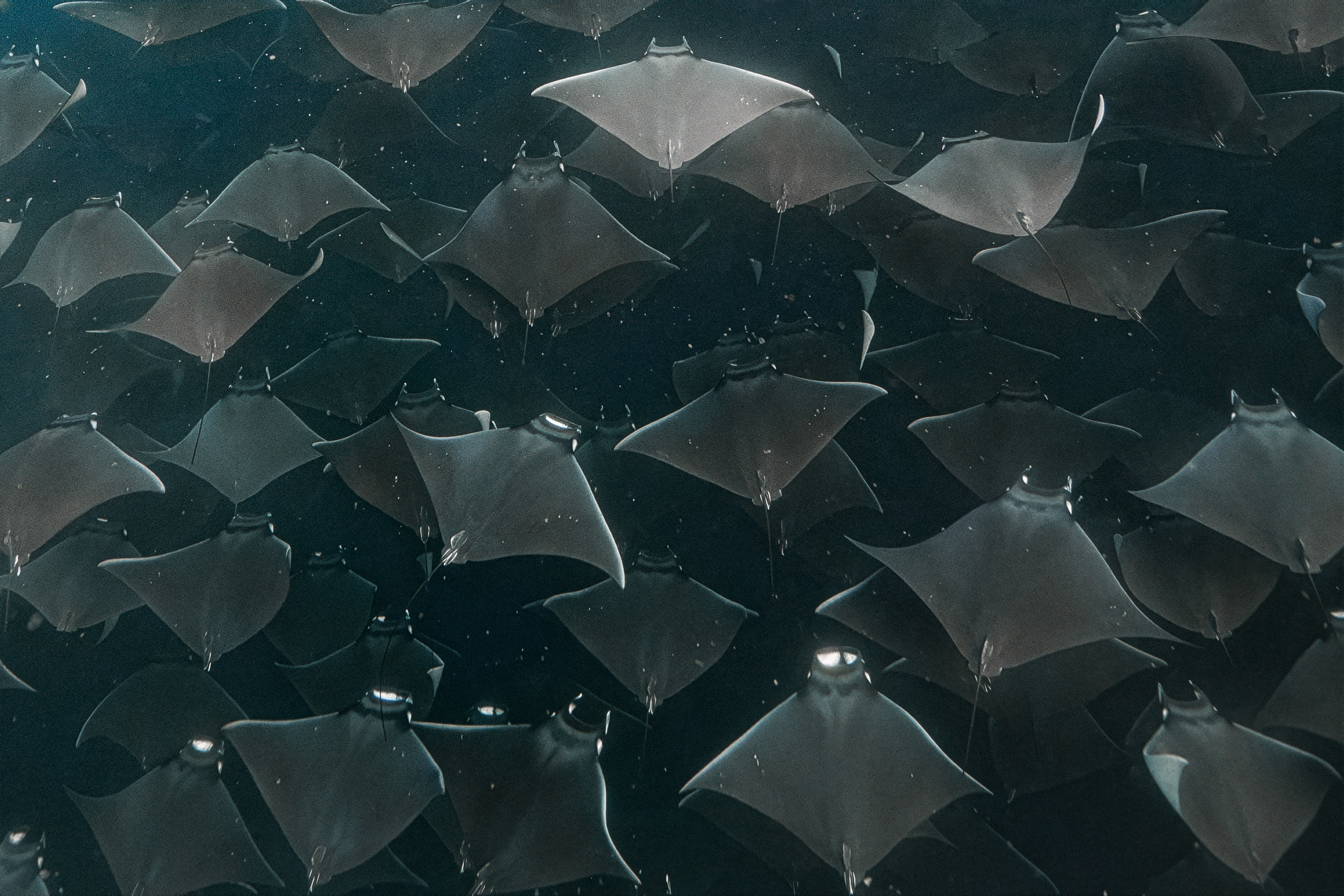 Mobula Madness