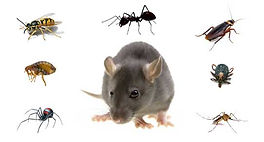 General_Pest_Pic.jpeg