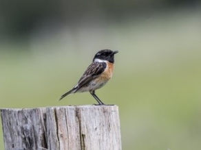 Immerse yourself in Harlech's Nature