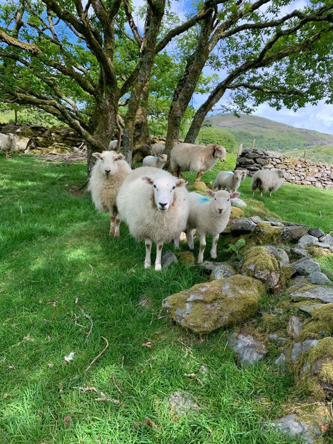 Cwm Yr Afon sheep