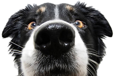 border collie face close-up