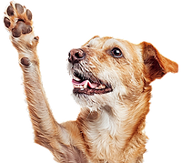 terrier waving paw
