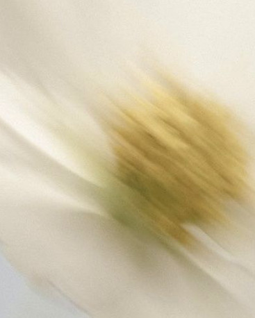 Margarita movimiento - desenfoque.jpg