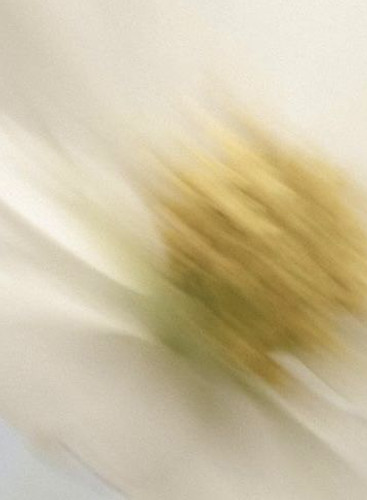 Margarita movimiento - desenfoque.jpg