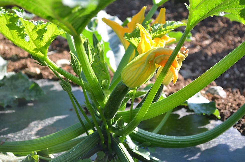 courgette.JPG