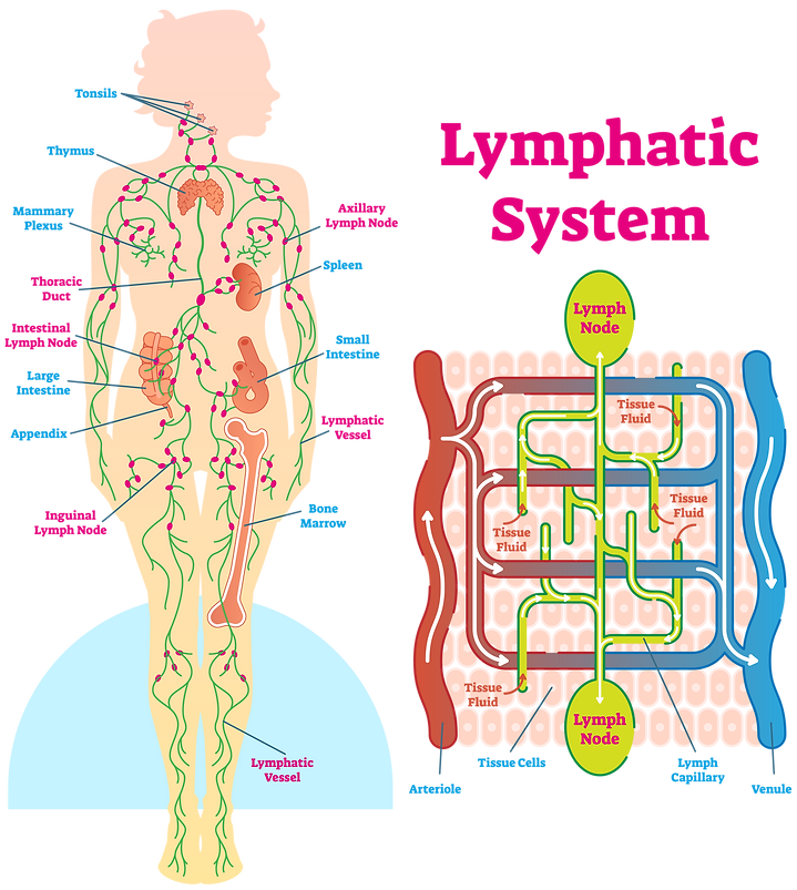 Lympatch System What Are The Benefits Of Massage On The Lymphatic System at Frances ...