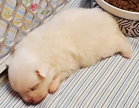 Freya's White Girl 11.15.25.jpeg