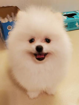 Candy3 03.19.26.jpeg