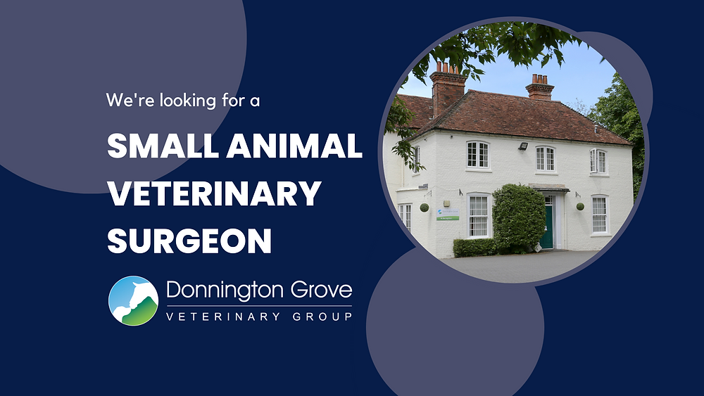 Small Animal Veterinary Surgeon