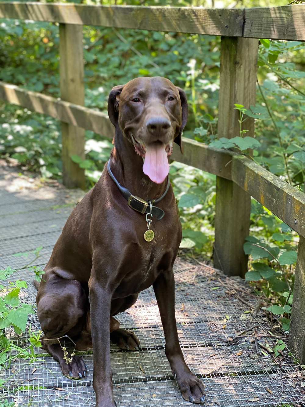 Dog, GDV, German shorthaired pointer