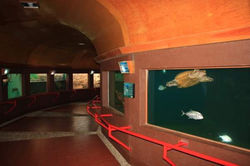 tour-puerto-angel-museo-tortuga
