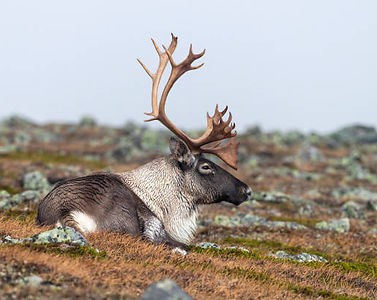 Décision Cour supérieure Québec Caribou.jpg
