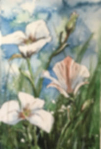"Sego Lily"