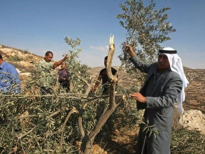 Fuerzas sionistas arrancan olivos al este de Qalqilya Cisjordania Ocupada