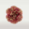 Clavel pagina web_edited.jpg