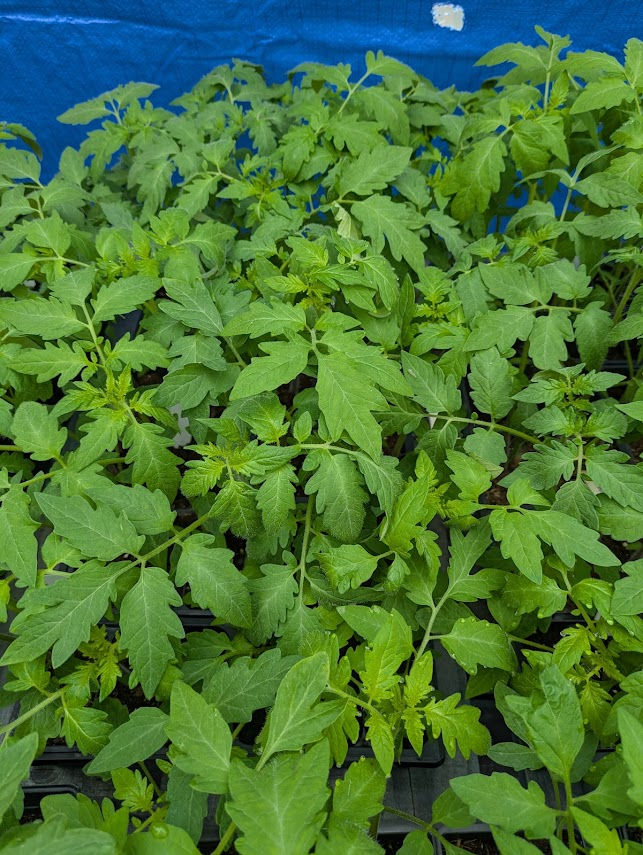 Frazier's Greenhouse