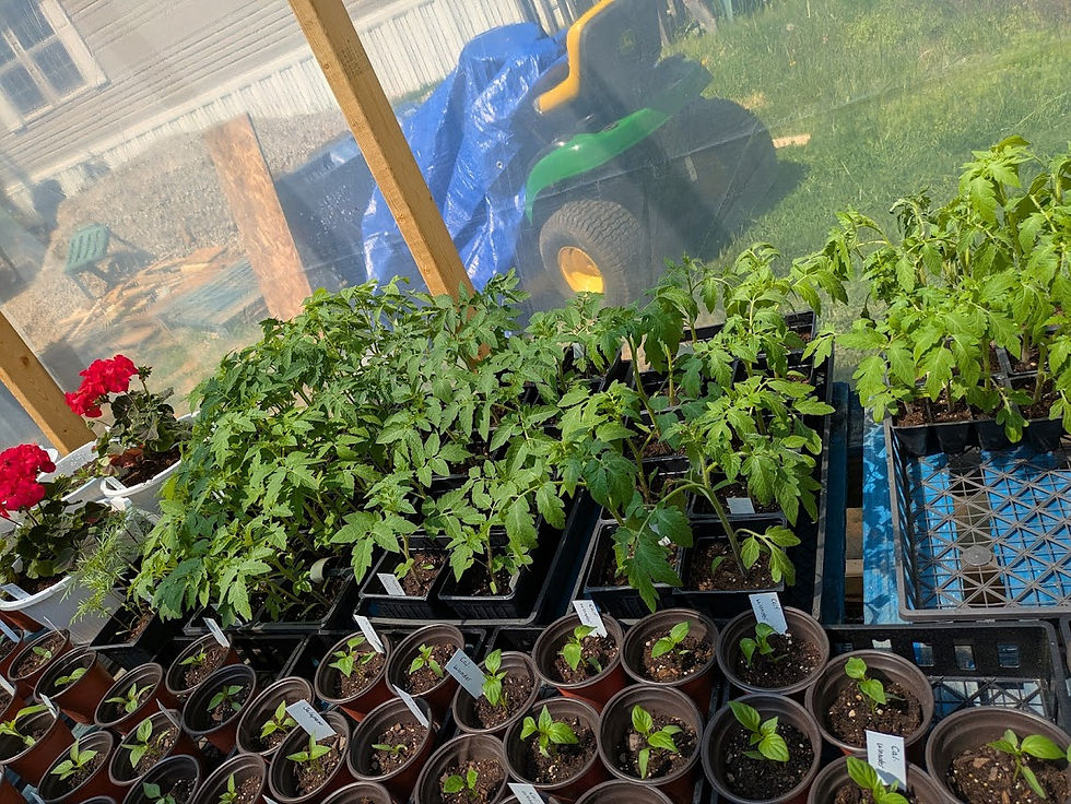 Frazier's Greenhouse