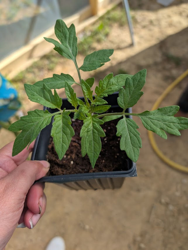 Frazier's Greenhouse