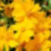 Coreopsislanceolata-LanceleafCoreopsis2_9389fc8a-1c77-412f-9191-fb44f7881d69_480x480.webp