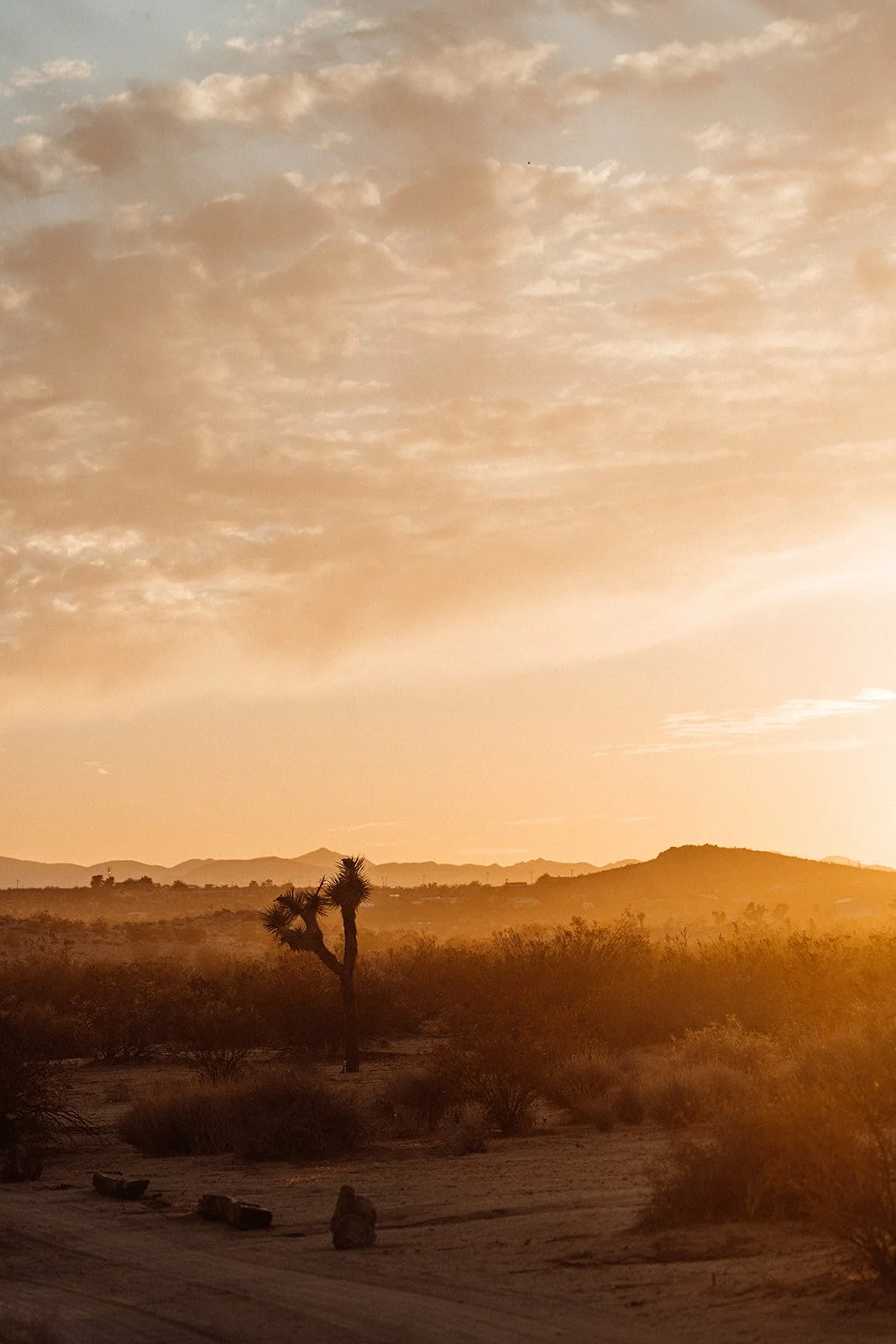 orange sunset with silhouette of joshua tree at morada joshua tree wedding venue