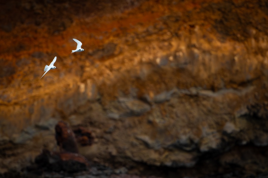 Pair of Atlantic White Tern in courtship flight against the orange cliffs of Saint Helena at sunset