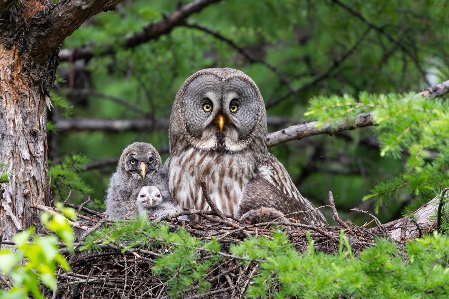 Great Grey Owl in nest with chicks on a China birding tour.