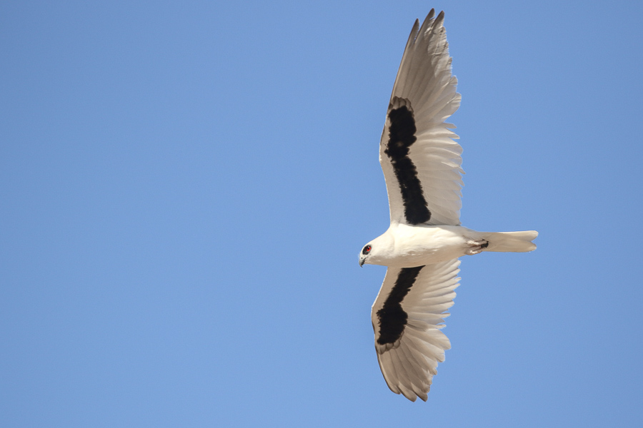Letter-winged Kite (Joshua Bergmark)