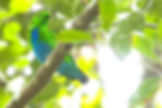 ornis birding logo of a blue bird-of-paradise displaying upside down log