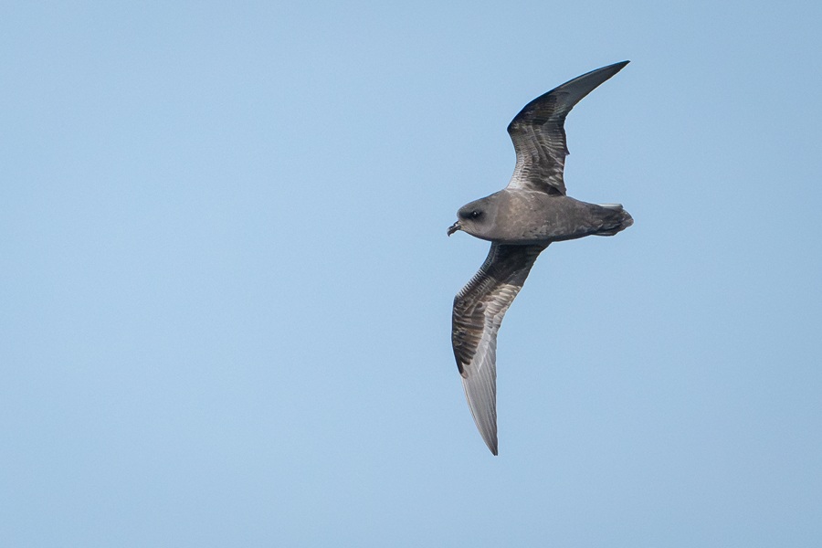 Kerguelen Petrel flying high against the blue sky during Atlantic Odyssey