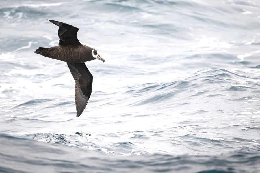 Spectacled Petrel flying low above the water