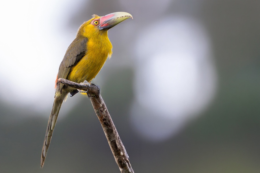 Brazil: South-East Atlantic Forest Bird Tour | Ornis