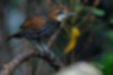 Ornis Birding Expeditions blue bird-of-paradise logo.