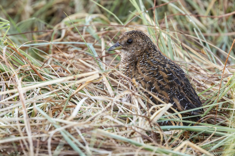 Rare Swinhoe's Rail sitting in the open amongst long swamp grass during a China birding tour.