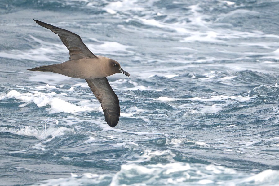 Light-mantled Albatross gliding above turbulent water in the subantarctic
