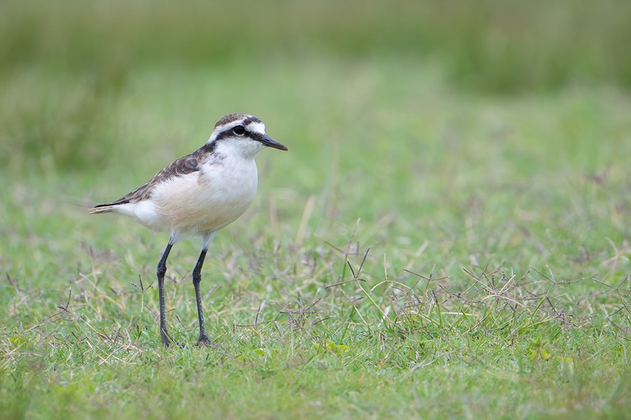 Endemic Saint Helena Plover standing with long legs on a short grassy field