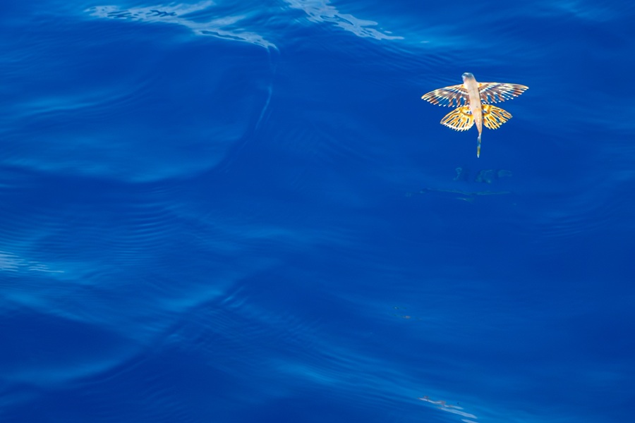Dazzling golden flying fish of unknown species in flight above glassy blue water near the equator