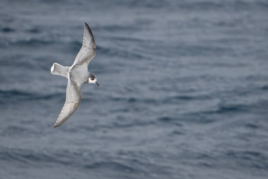 Blue Petrel in mornnig light above New Zealand subantarctic waters
