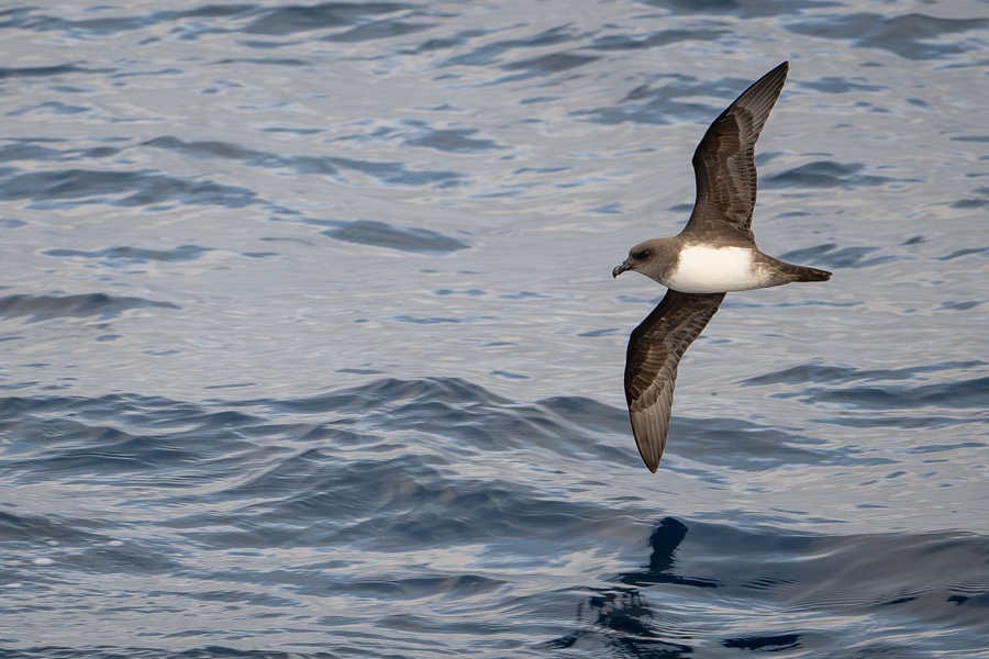 Atlantic Petrel flying low the the water in the Atlantic Ocean aboard a birding cruise