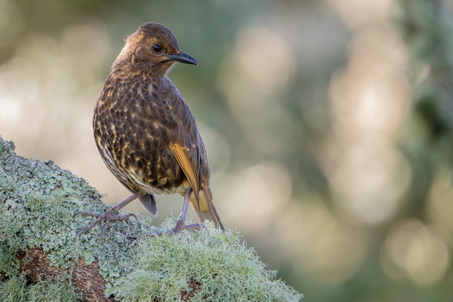 Endemic Tristan Thrush on a mossy branch taken on the high slopes of Nightingale Island