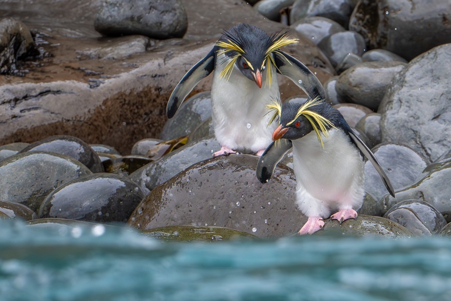 Two adult Northern Rockhopper Penguin about to enter the water from a rocky coastline