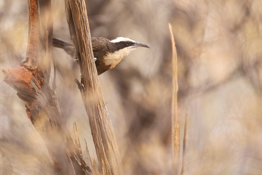 Hall's Babbler (Joshua Bergmark)