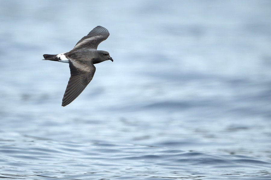 Saint Helena Band-rumped Storm Petrel close-up in flight offshore from the island