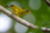 ornisbirdinglogowhite.png