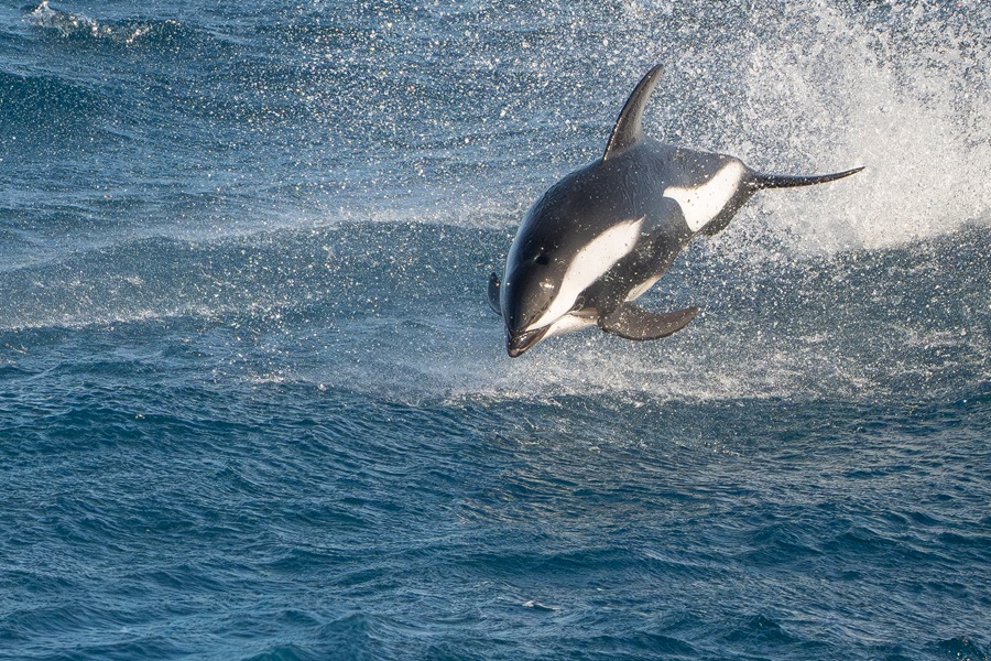 Striking male Hourglass Dolphin in midair taken halfway across the Atlantic Ocean