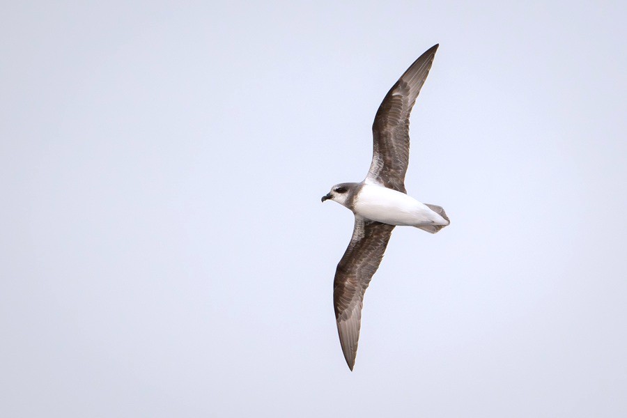 Light morph Soft-plumaged Petrel arcing above the horizon taken on the Atlantic Odyssey